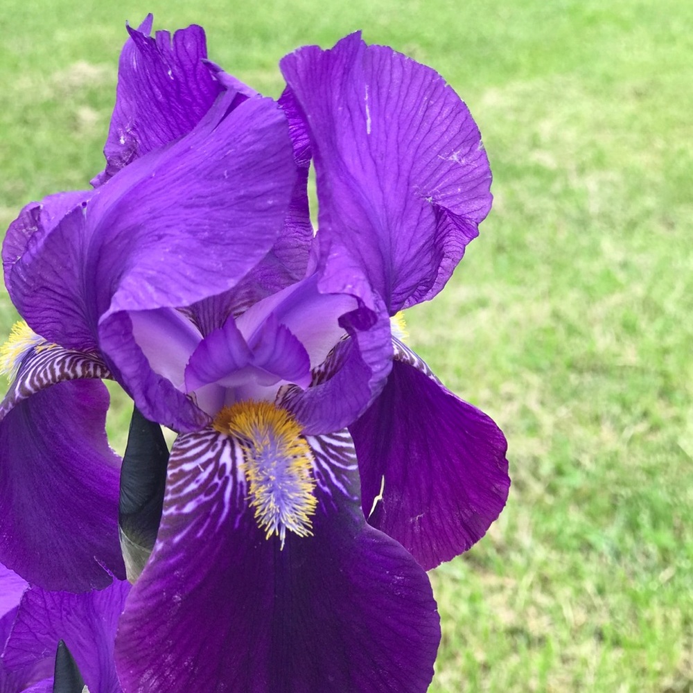 Give Me Some Lovin’ Tall Bearded Purple Iris Rhizome